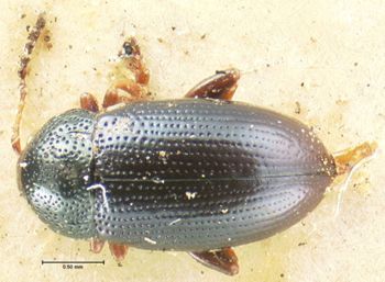 Media type: image; Entomology 18571   Aspect: habitus dorsal view